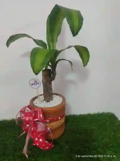 Planta Árbol De La Felicidad Con Matera