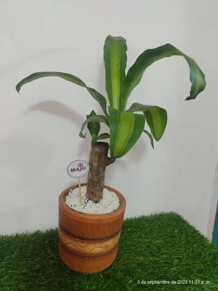 Planta Árbol De La Felicidad Con Matera