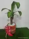 Planta Árbol De La Felicidad Con Matera