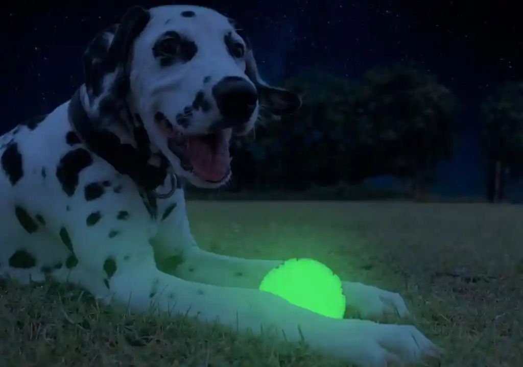 Pelota Para Mascota Brilla Oscuridad