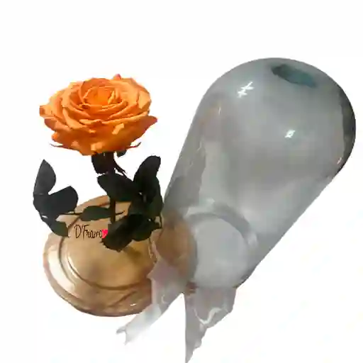 Rosa Inmortalizada Naranaja
