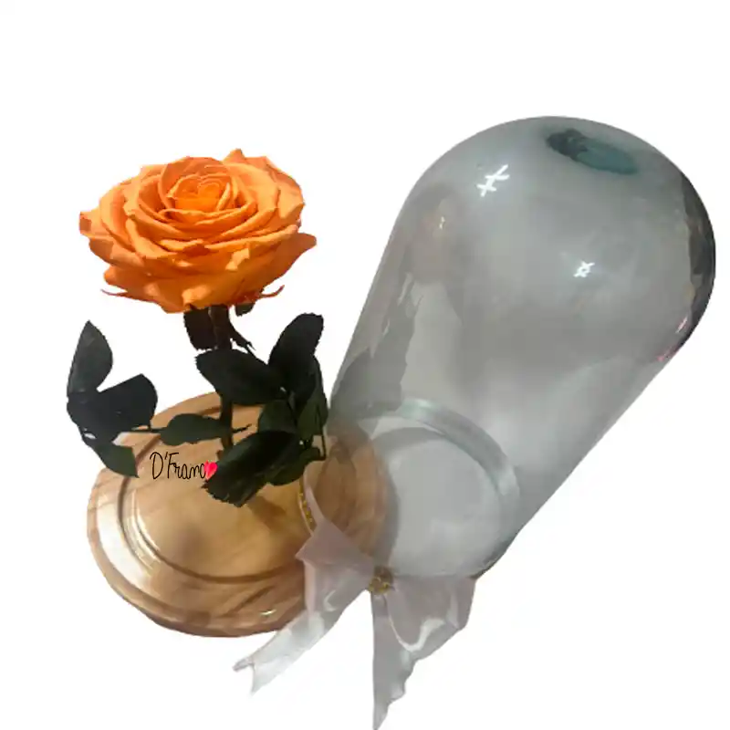 Rosa Inmortalizada Naranaja