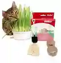 Kit De Pasto Para Gato