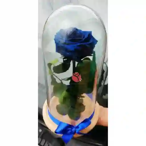 Rosa Inmortalizada