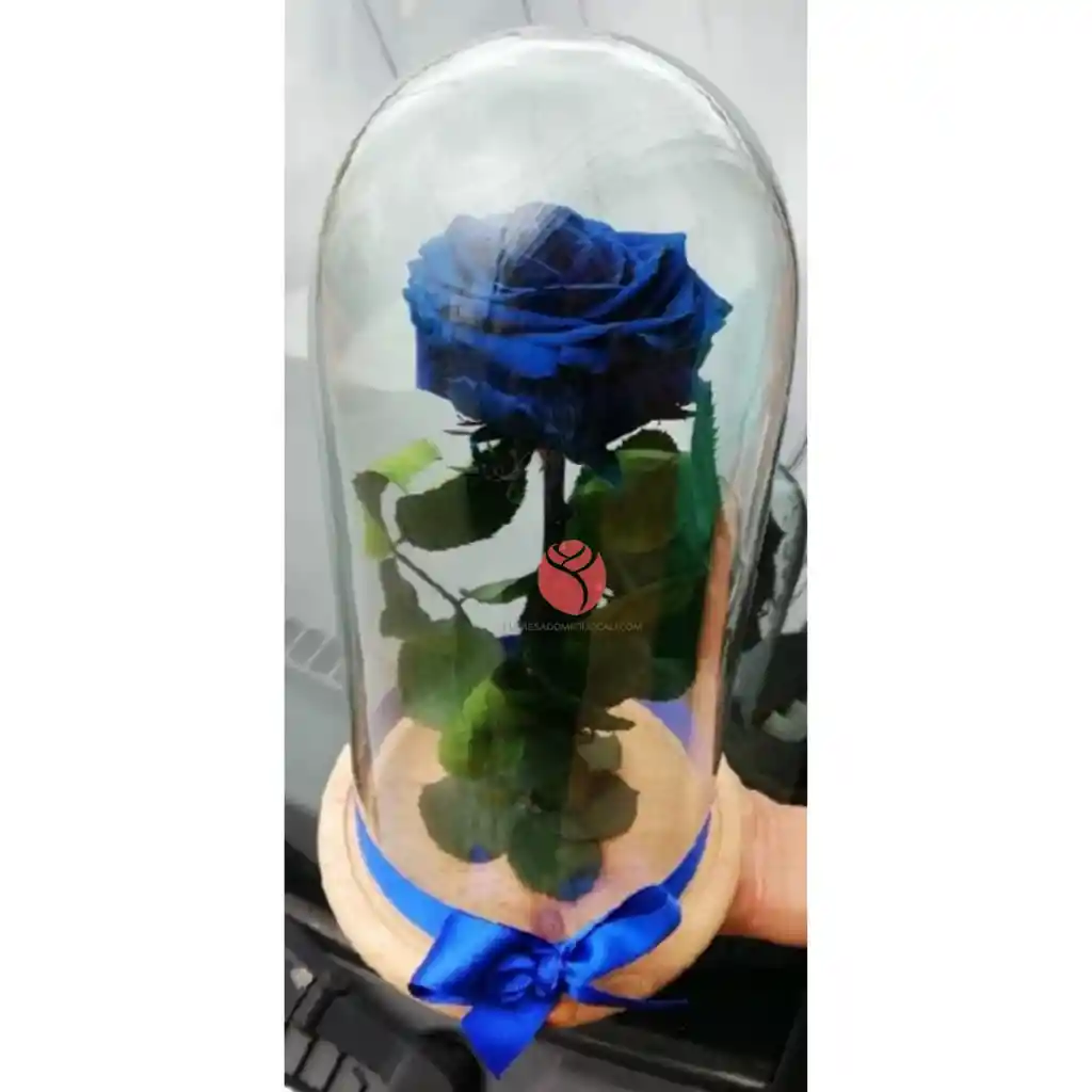 Rosa Inmortalizada