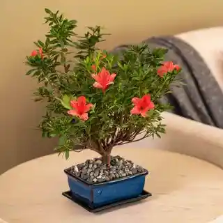 Bonsái De Azalea - Azalea Japonica