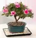 Bonsái De Azalea - Azalea Japonica