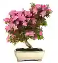 Bonsái De Azalea - Azalea Japonica