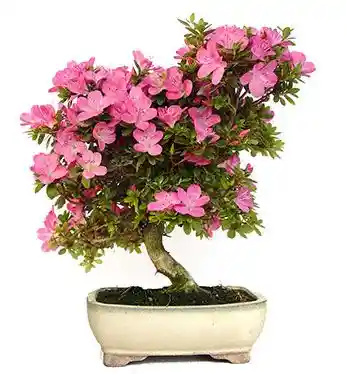 Bonsái De Azalea - Azalea Japonica