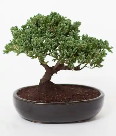 Bonsai De Pino Nana