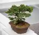 Bonsai De Pino Nana