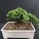 Bonsai De Pino Nana