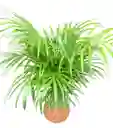 Kokedama Palma Areka