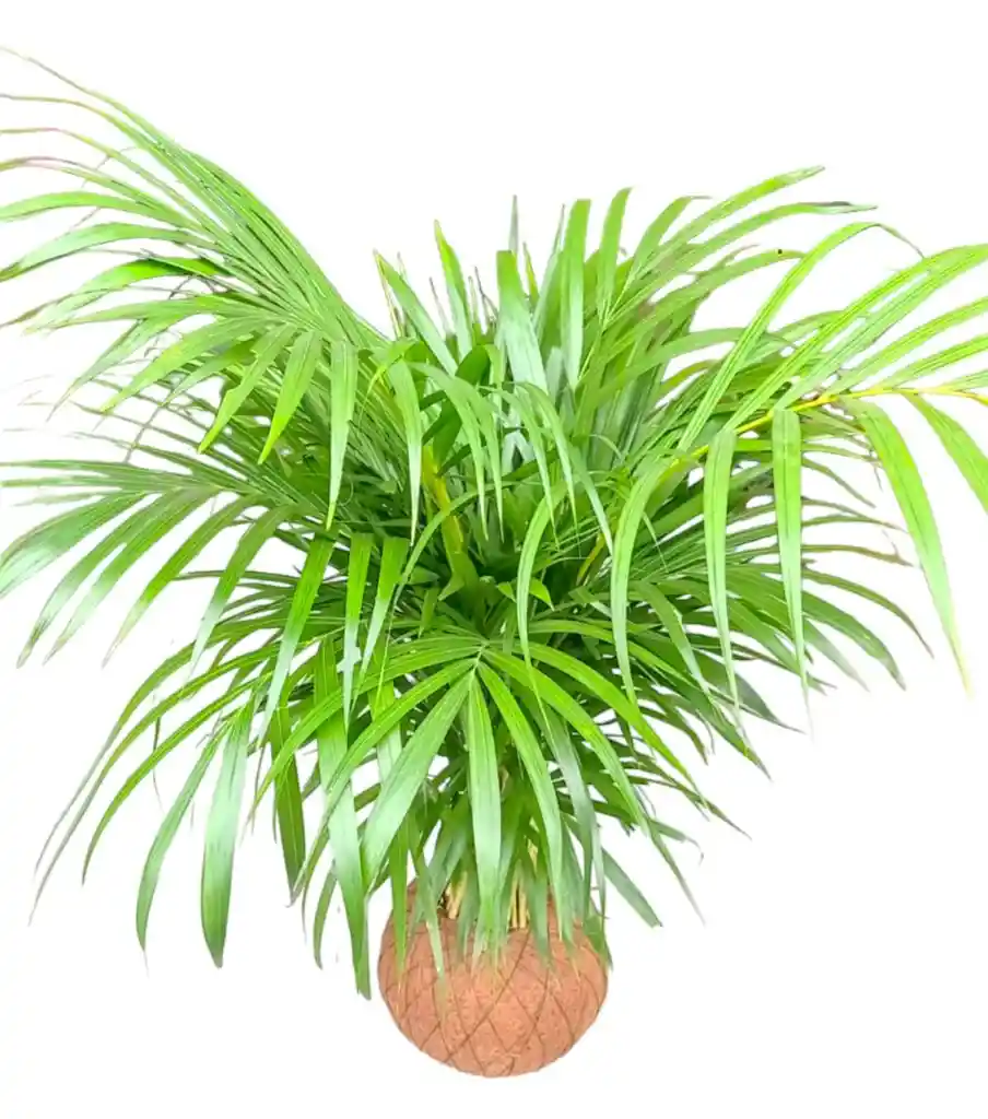 Kokedama Palma Areka