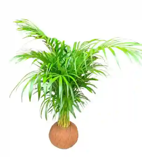 Kokedama Palma Areka