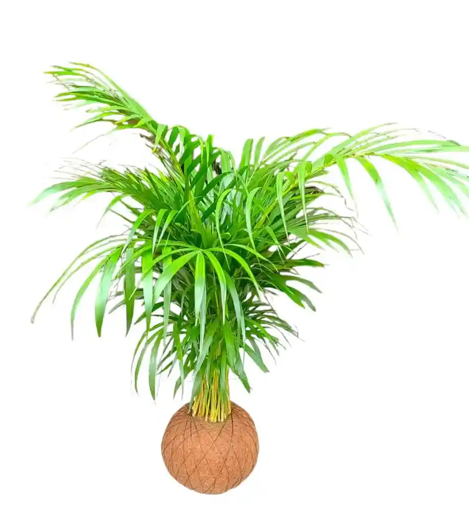 Kokedama Palma Areka