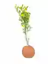 Kokedama Árbol De Naranjo