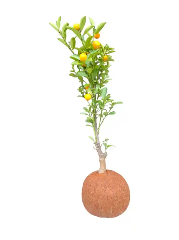 Kokedama Árbol De Naranjo