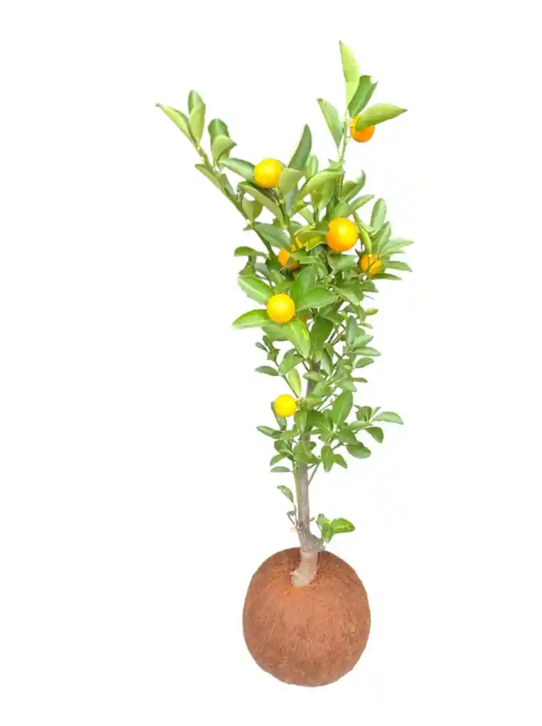 Kokedama Árbol De Naranjo