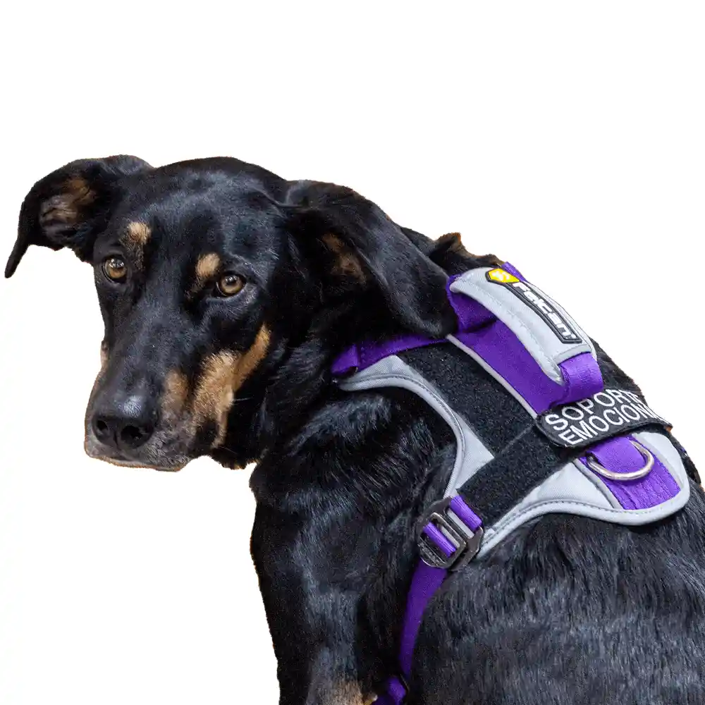 Arnés Para Perro Felcan Aventurero Gris Claro Y Morado Talla Xl