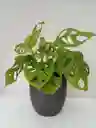 Monstera Adansonii