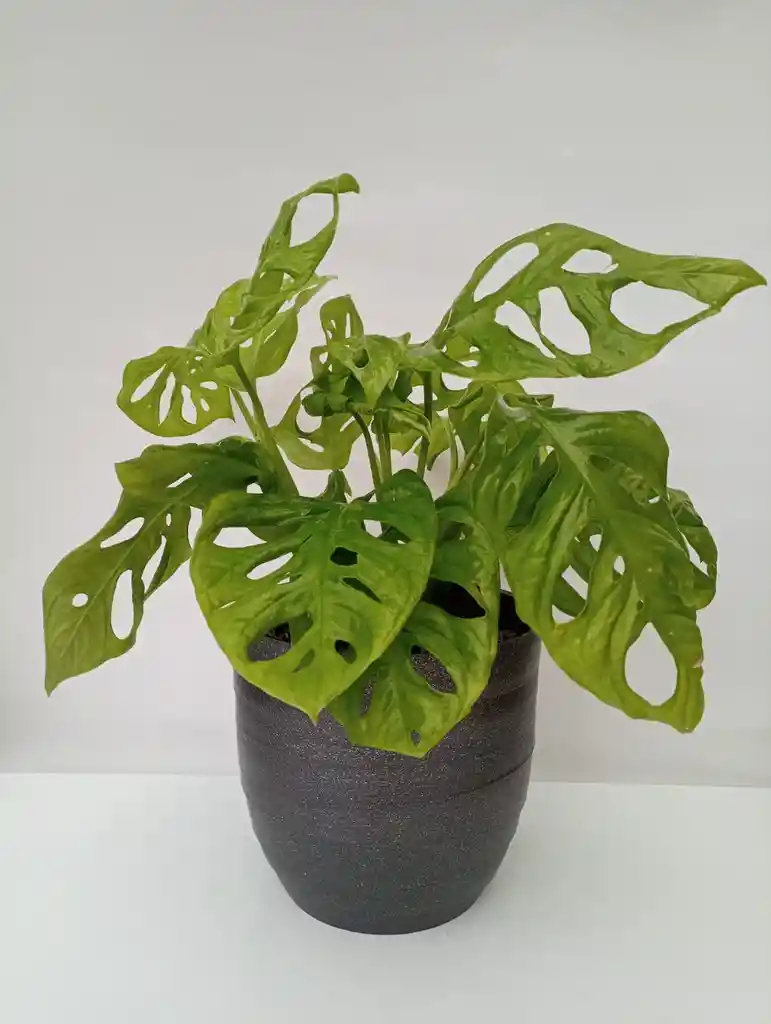 Monstera Adansonii