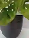 Monstera Adansonii