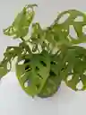 Monstera Adansonii