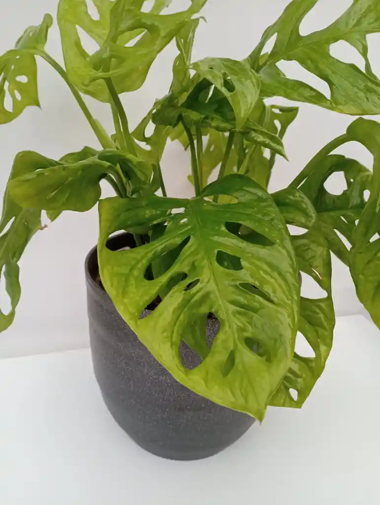 Monstera Adansonii