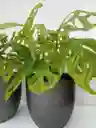 Monstera Adansonii