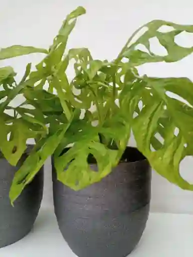 Monstera Adansonii