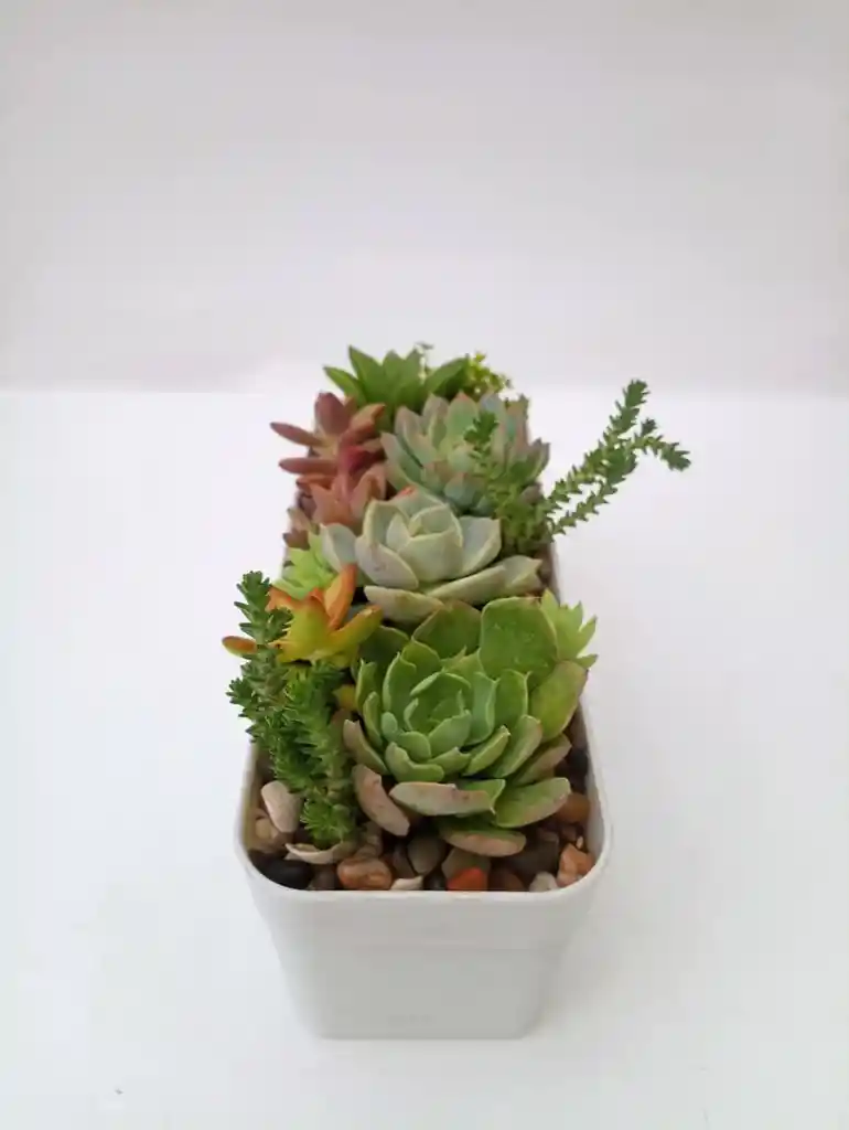 Jardinera Suculentas