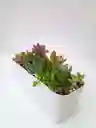 Jardinera Suculentas
