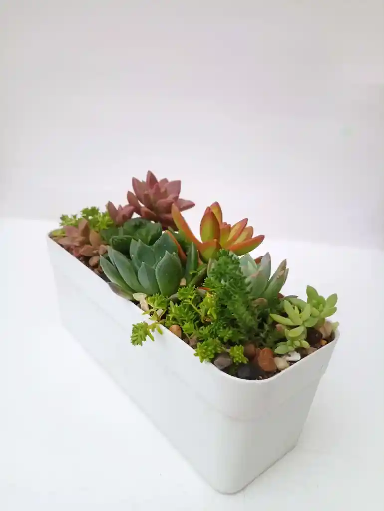 Jardinera Suculentas