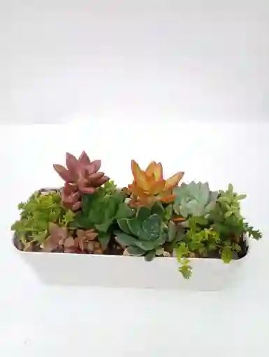 Jardinera Suculentas