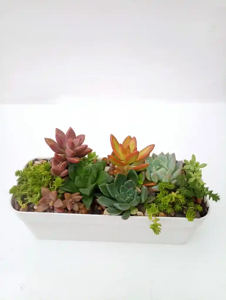Jardinera Suculentas