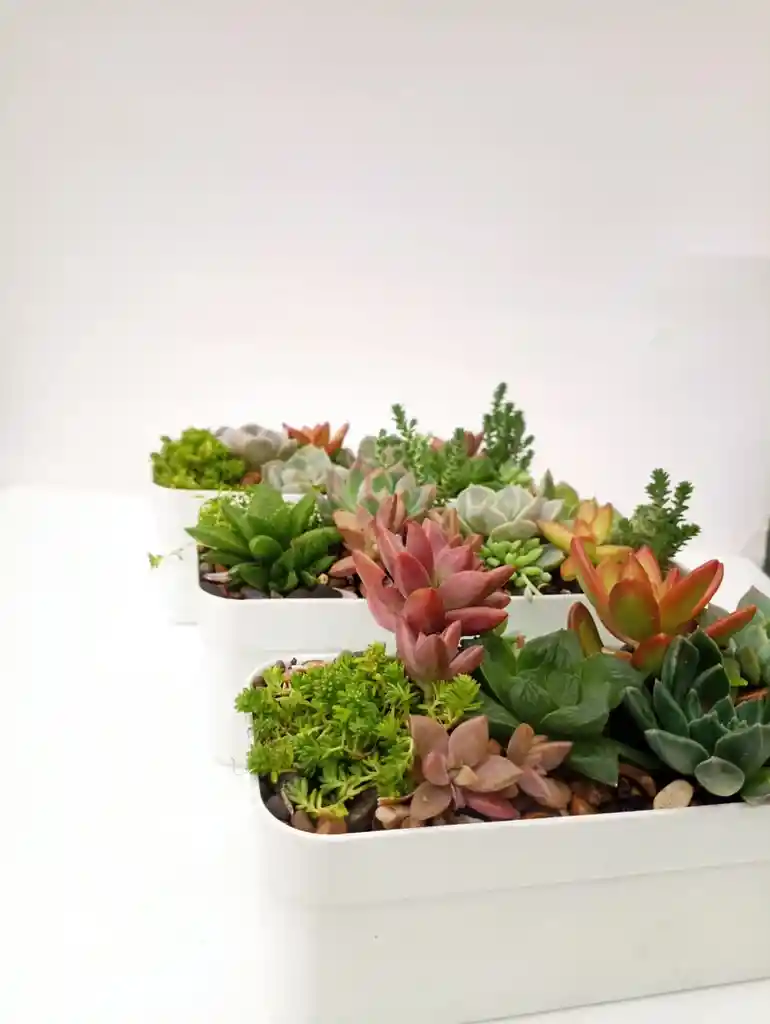 Jardinera Suculentas