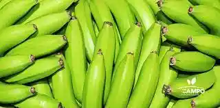 Banano Criollo Verde O Pinton