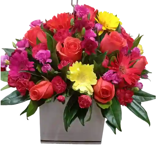 Caja Tropical