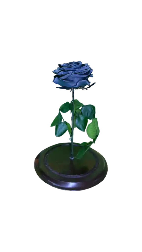 Rosa Preservada