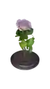 Rosa Preservada
