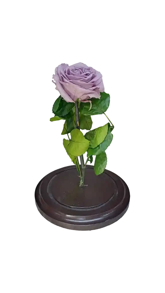 Rosa Preservada