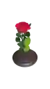 Rosa Preservada
