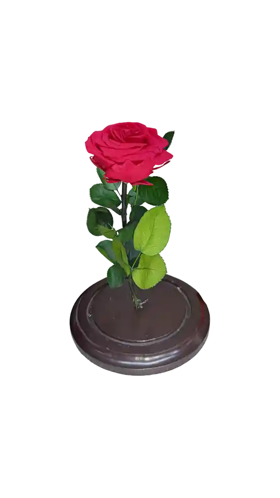 Rosa Preservada