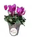 Violeta De Los Alpes