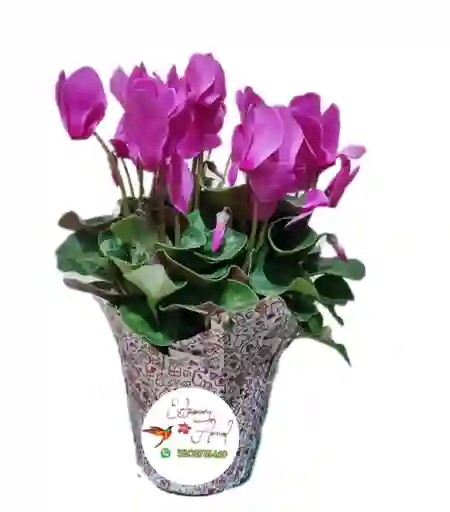 Violeta De Los Alpes