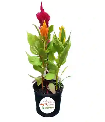 Plumosa