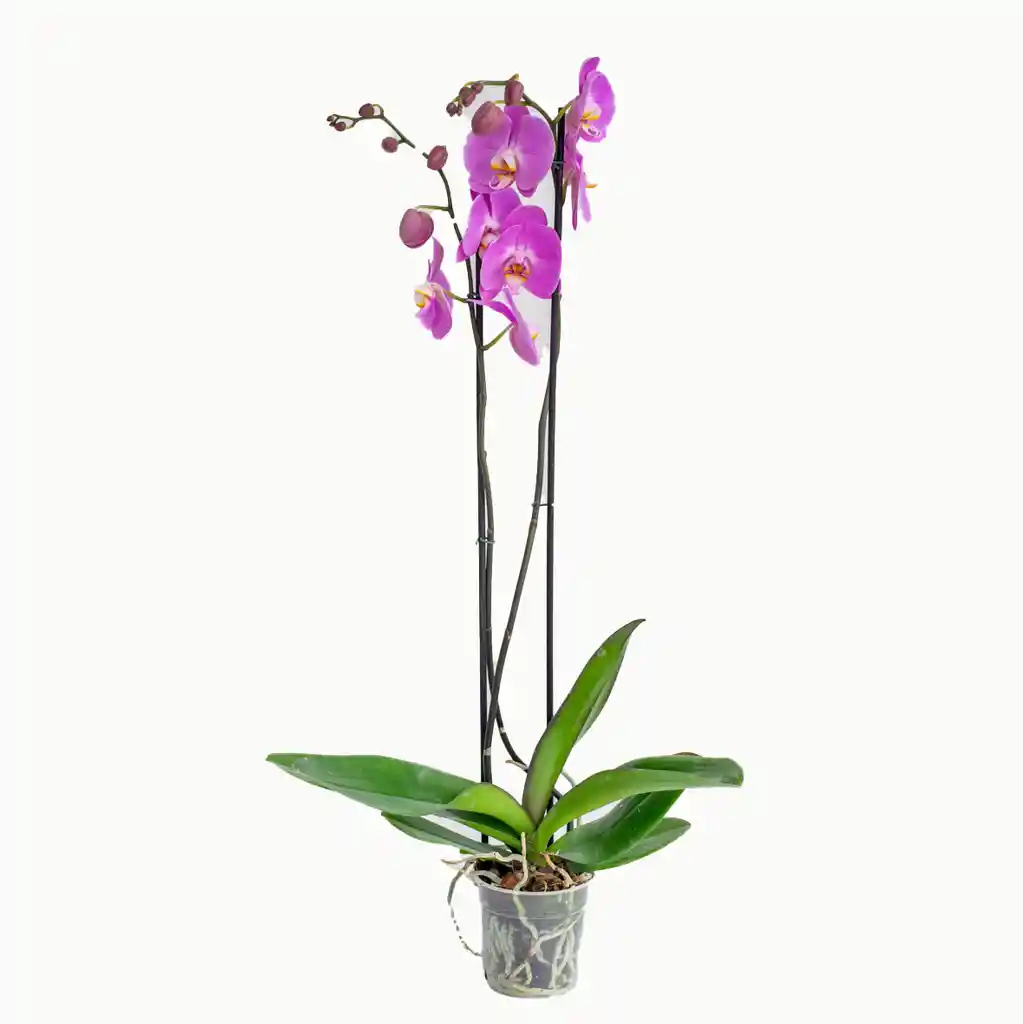 Orquidea 2 Varas Morada Sabiduria