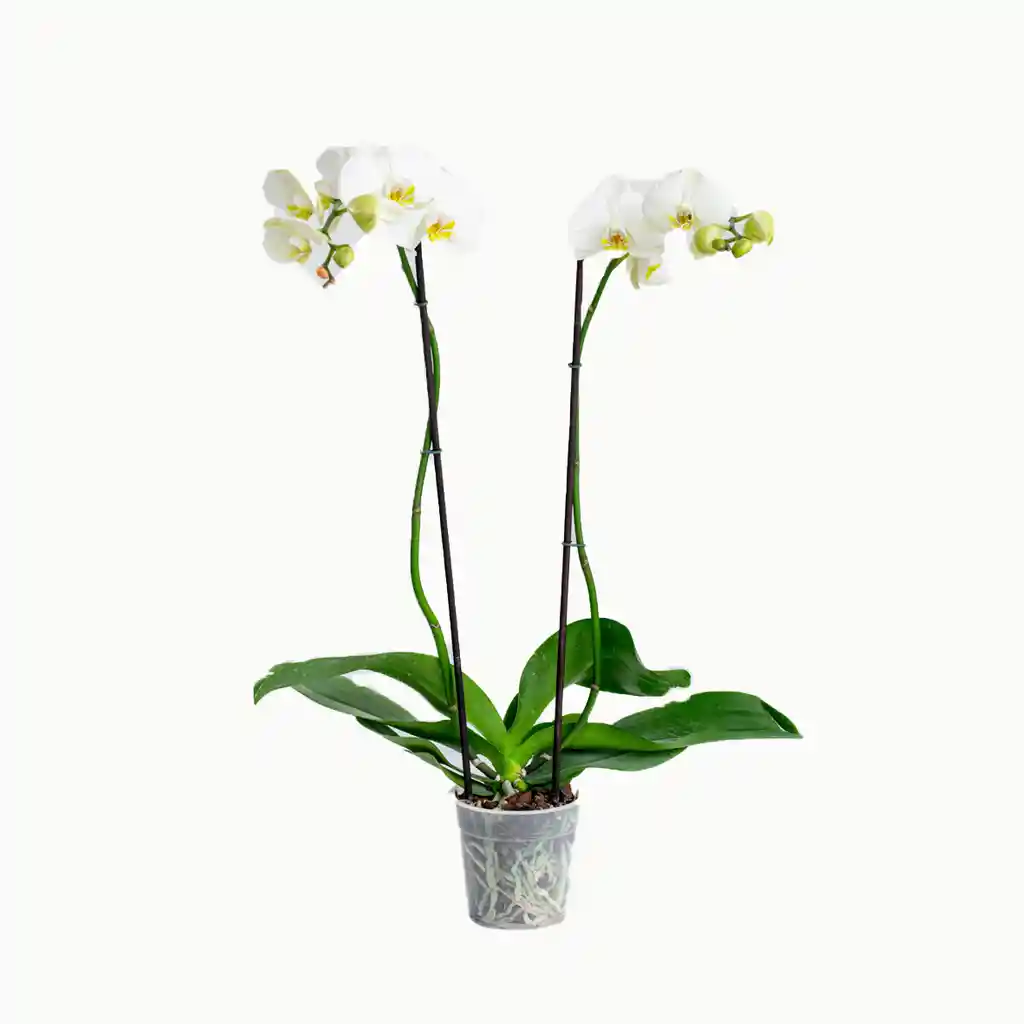 Orquidea 2 Varas Blanco Pureza