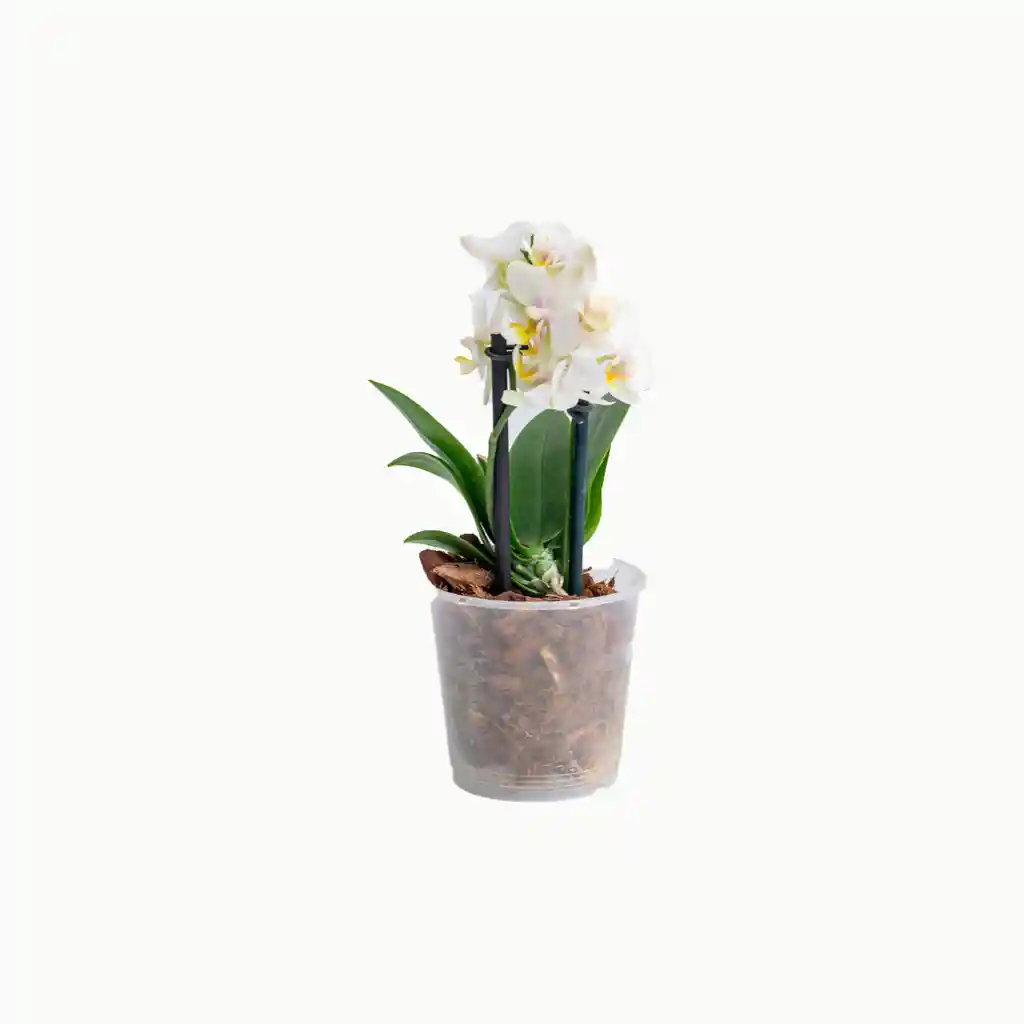 Orquidea Mini Color Disponible